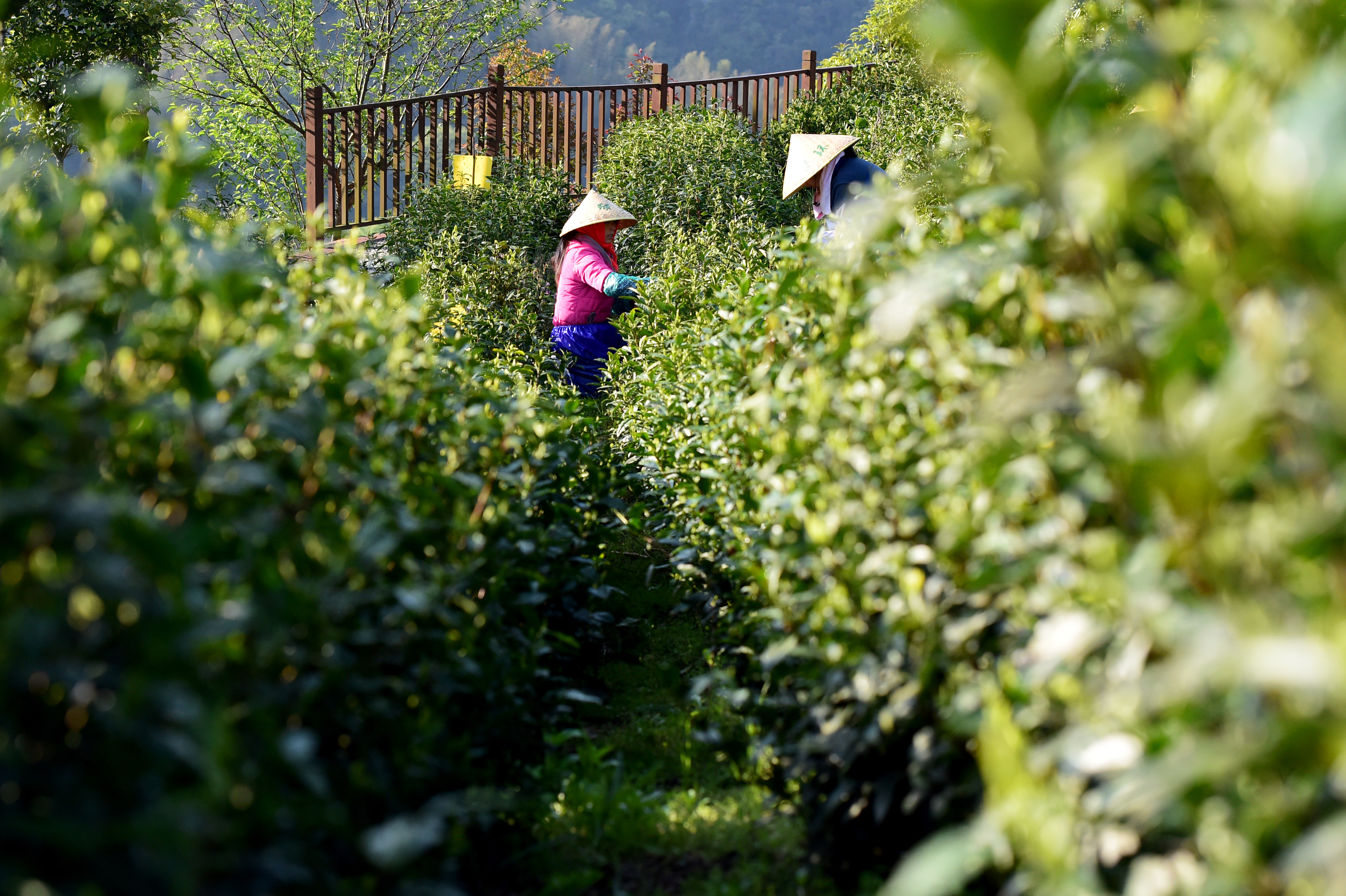 安徽泾县:汀溪兰香采摘忙