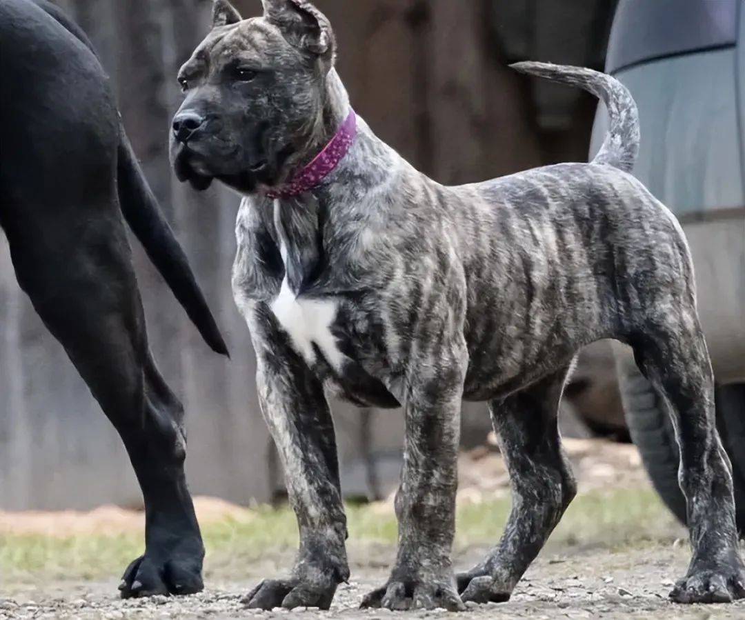 "战斗力十足"的6种狗,无人敢养,因为太凶了