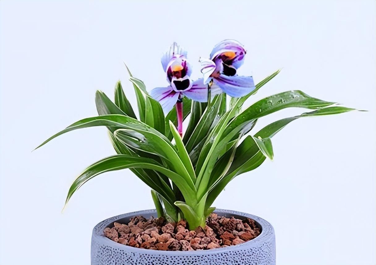 兰花界新宠"紫月荷",花色罕见,仙气十足,适合新手养护