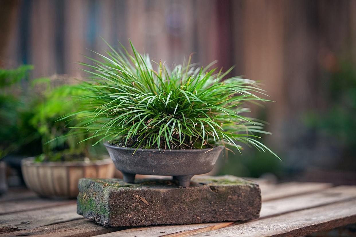 菖蒲又名文人草,养成盆景观赏性高,养成自然景观