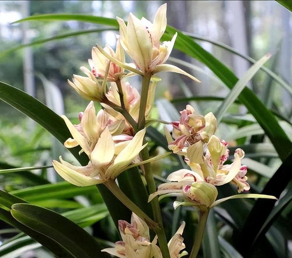 富山奇蝶兰花,花型有特色,花朵艳丽,芳香怡人,新手也能养好