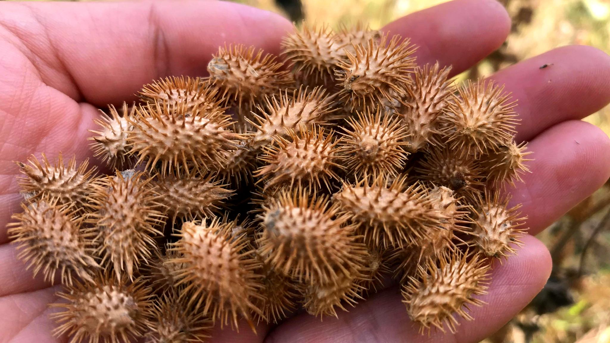 苍耳的照片图片