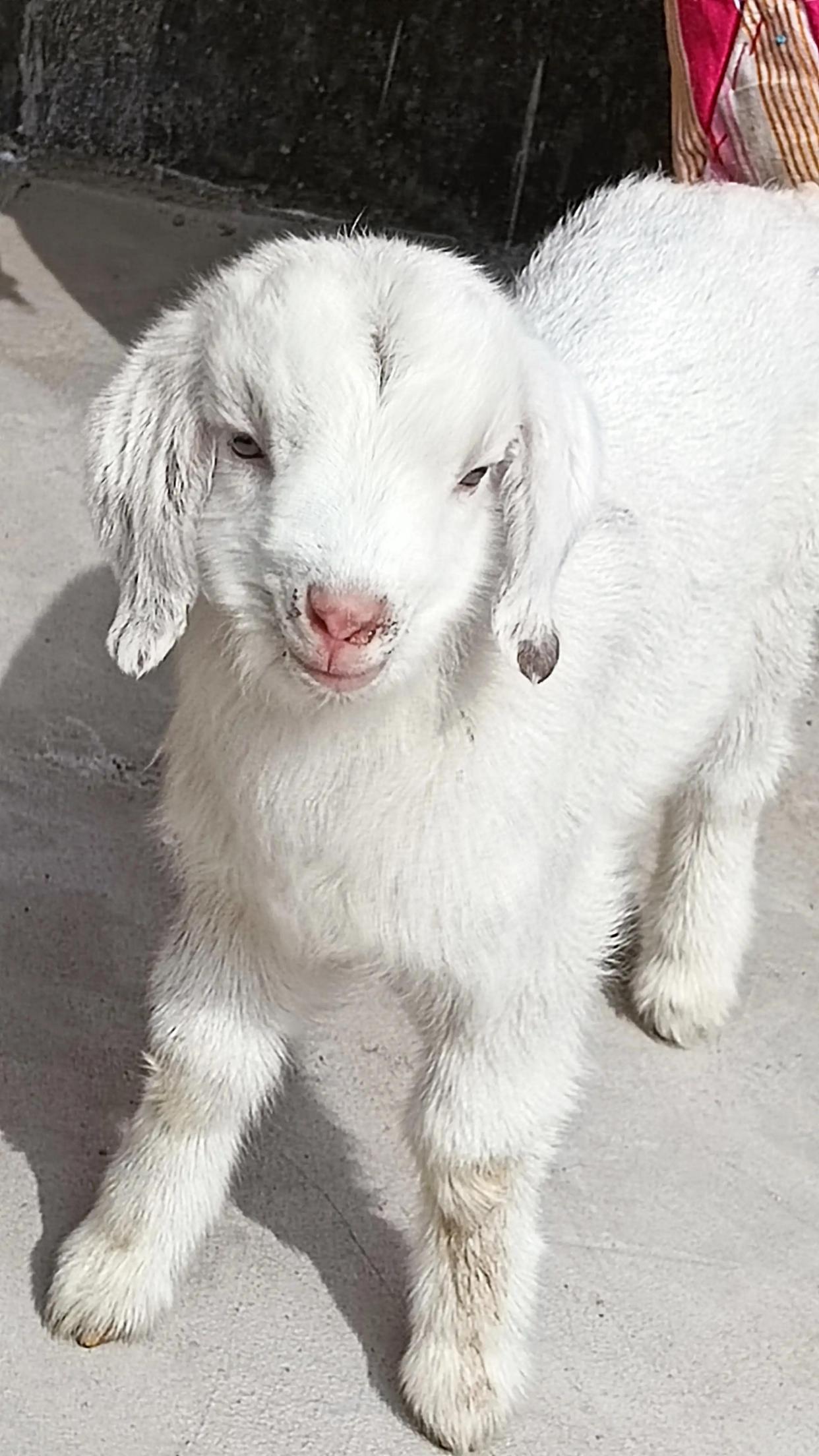 人羊情未了"大耳朵图图"趴在春天的阳光里