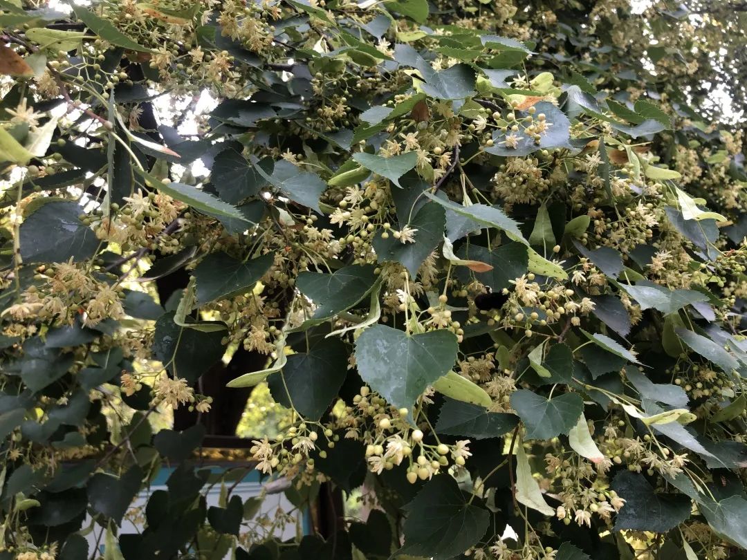 香山云科普|香山公园里的《诗经》植物——杻