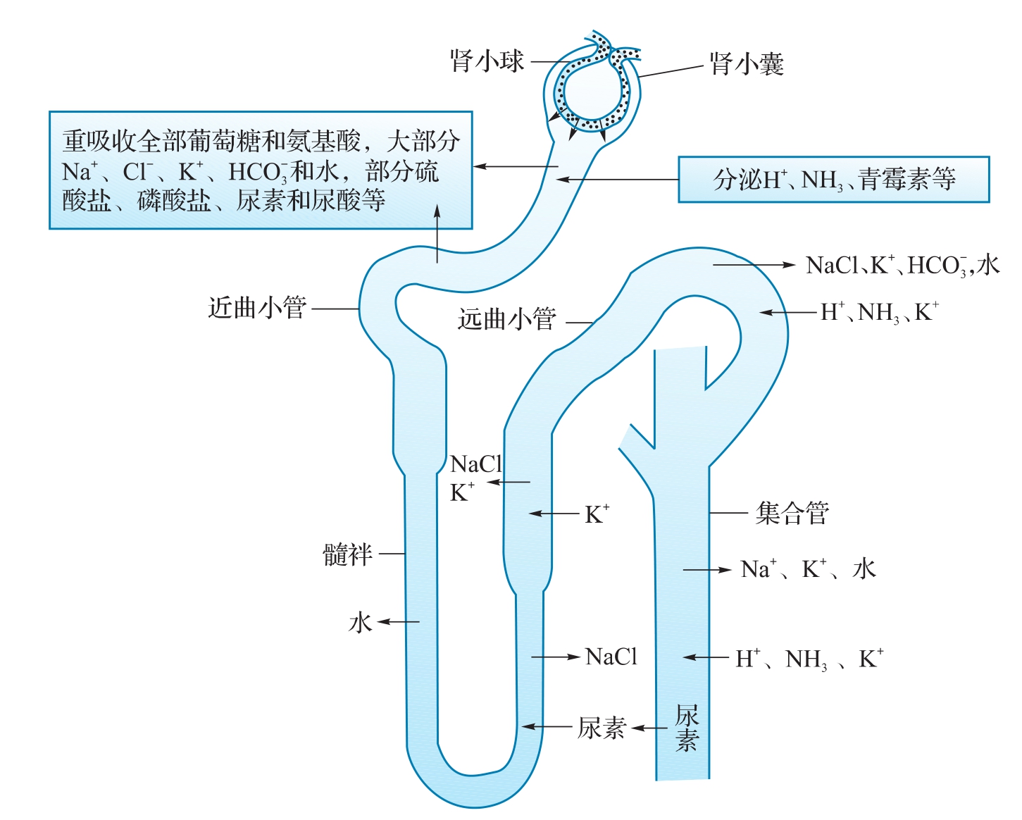 肾小管腔图片