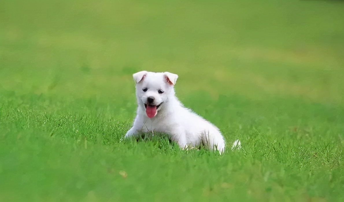 中华田园犬的未来在哪里