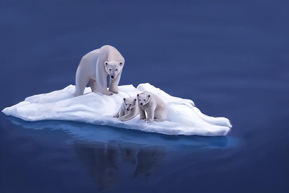 南极要出新物种?北极熊和灰熊繁衍的后代变成耐高温的"短毛熊"