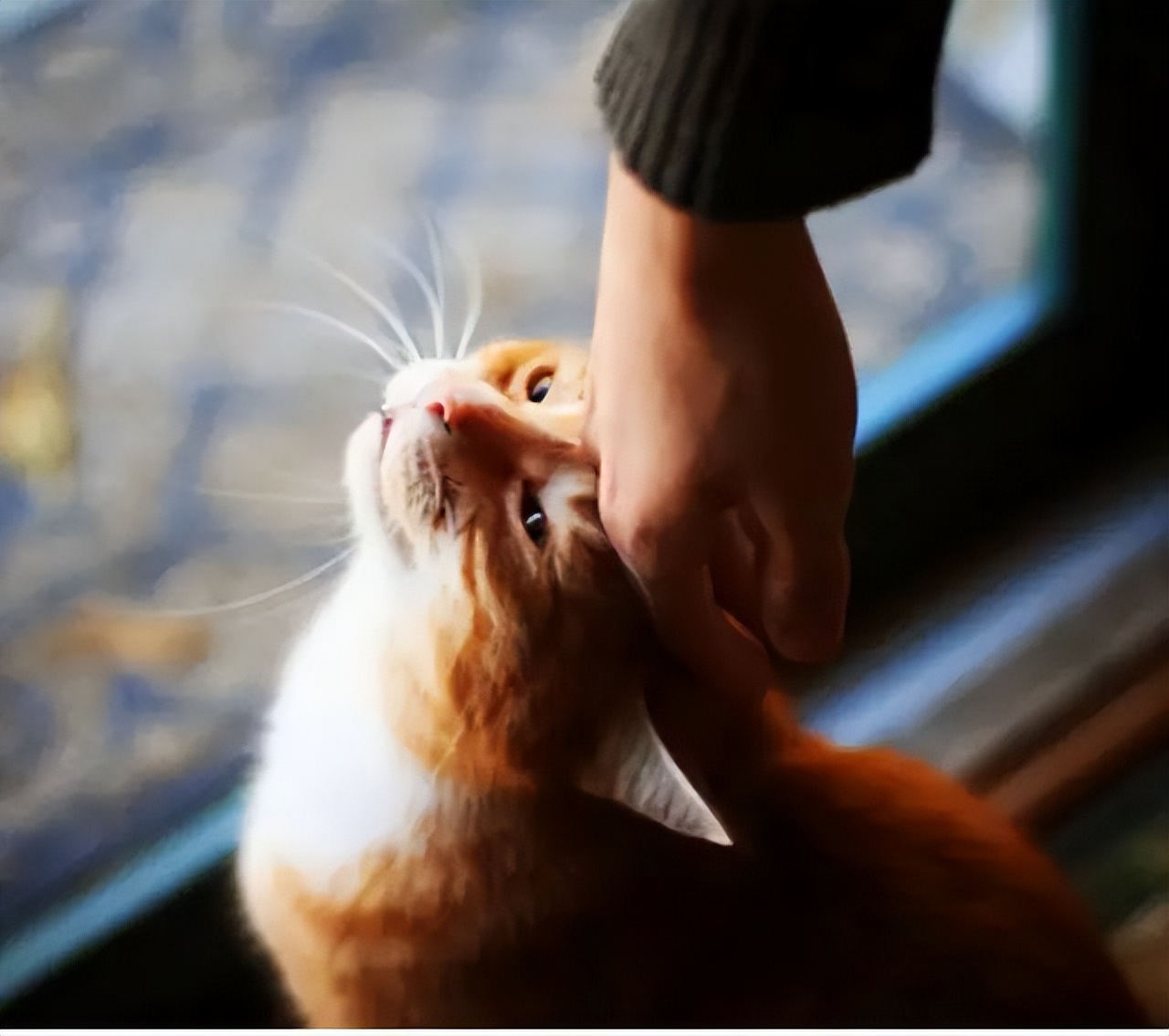 告诉你一个秘密,猫咪认为主人摸它的脑袋,有这几种意思