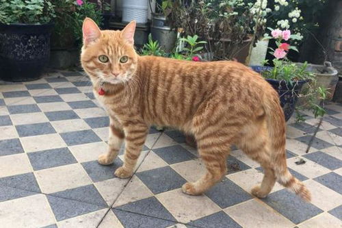养"橘猫"时间长了,就会有这7大"毛病",你中了几条?
