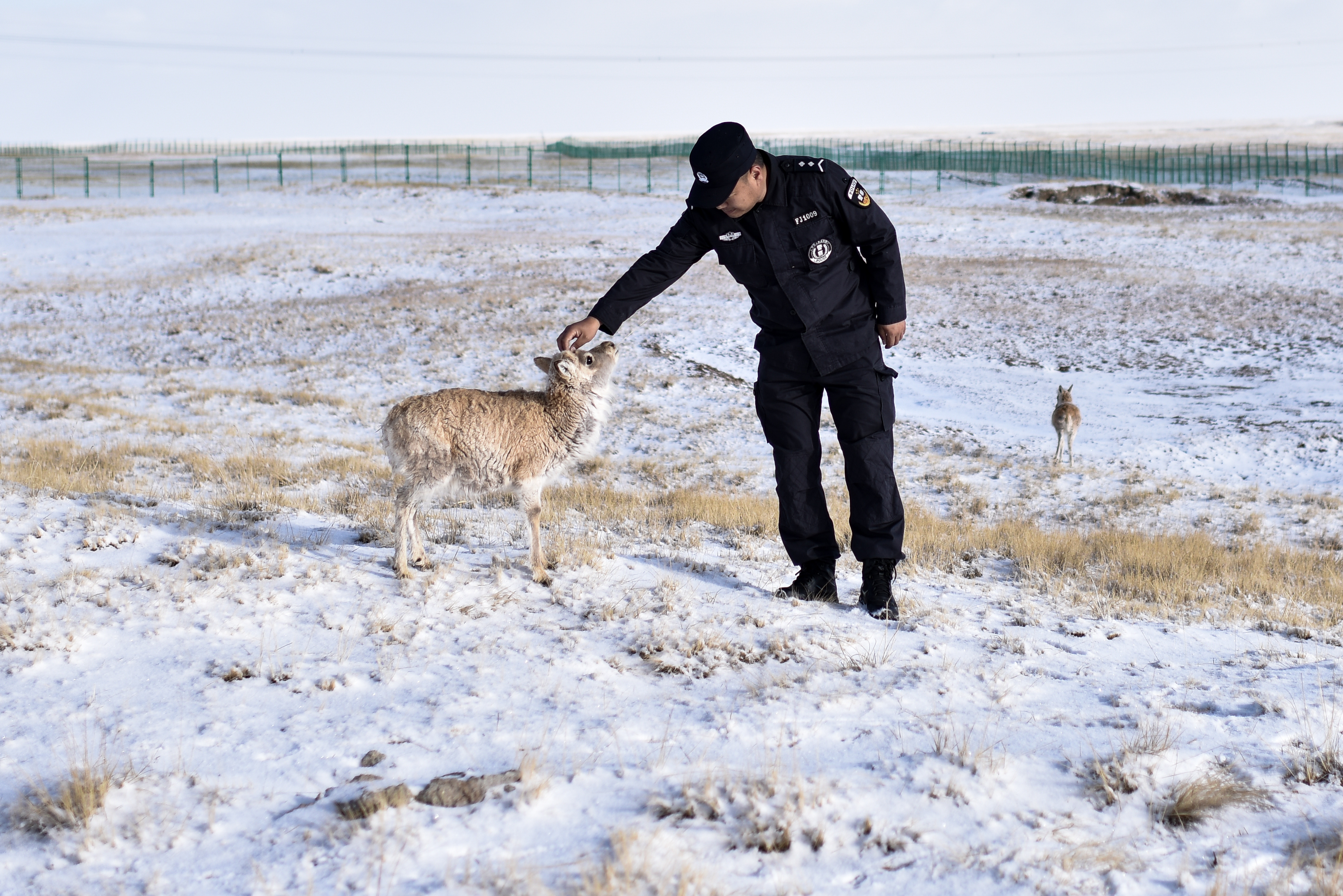 世界地球日:可可西里有我守护(2)
