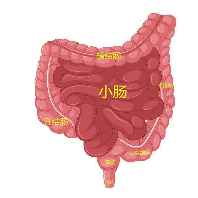 小肠包括哪些图片