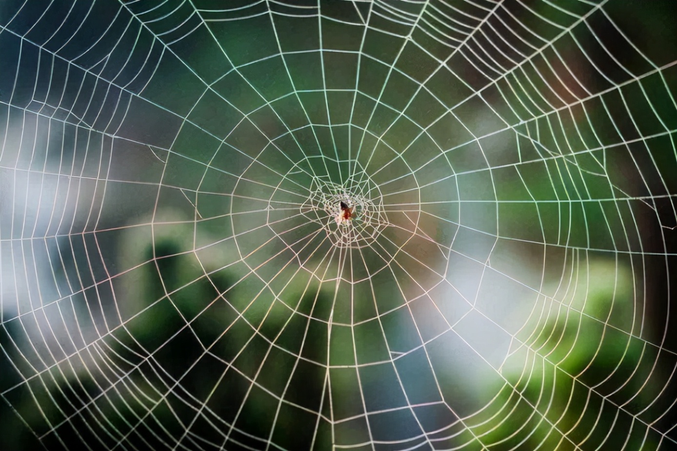 蜘蛛结网时,第一根线是怎么做到的?答案让人惊讶