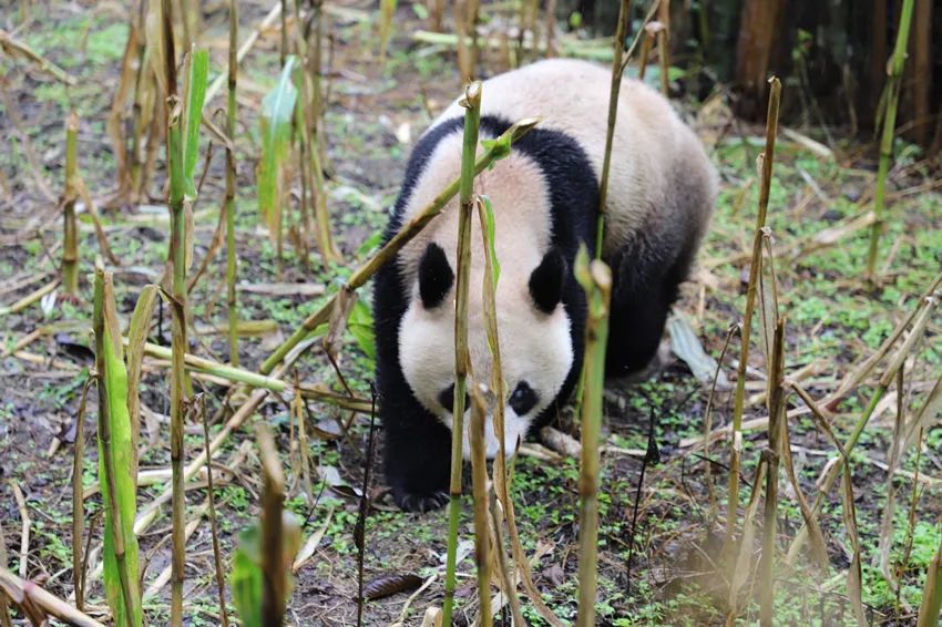 玉米地里长熊猫了?已被安排体检后送走……插图1