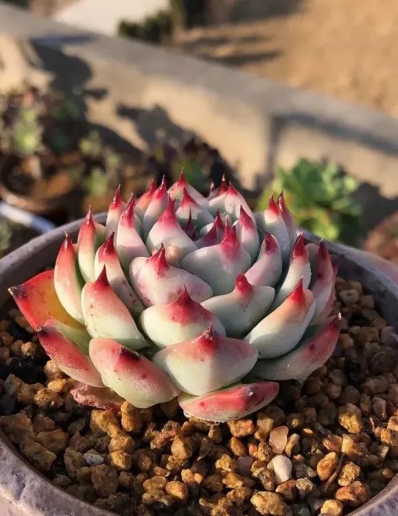 深秋,经典的必藏多肉品种——吉娃娃,越来越美了