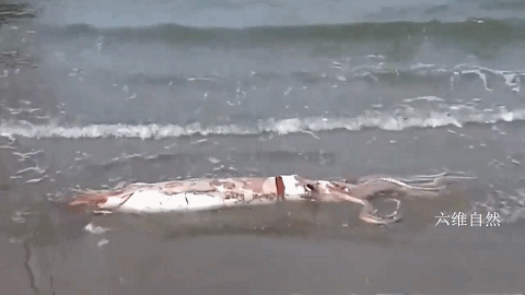两只深海大王乌贼被海浪冲上日本一海滩,体长约2.4米,重约212斤