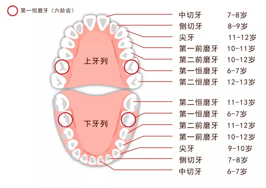 牙齿排列示意图图片