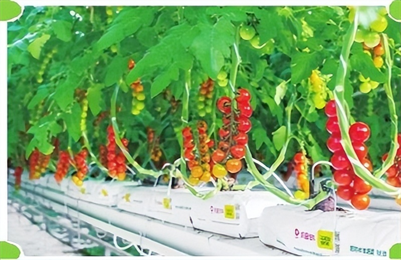 财富汇|"云"种菜 智慧棚里结满科技果