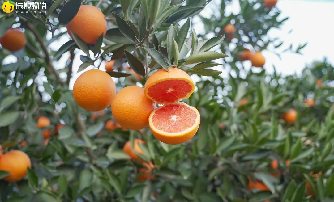 辰颐物语橙中贵族—卡拉红肉脐橙:只有1%的人吃过的橙子
