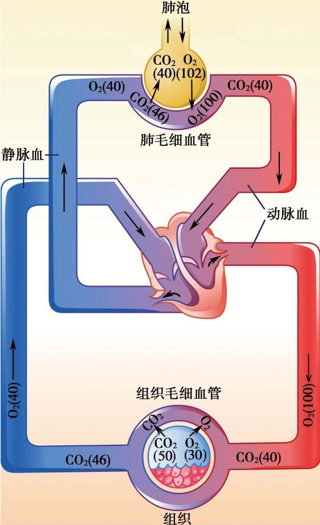 肺通气的原理图片