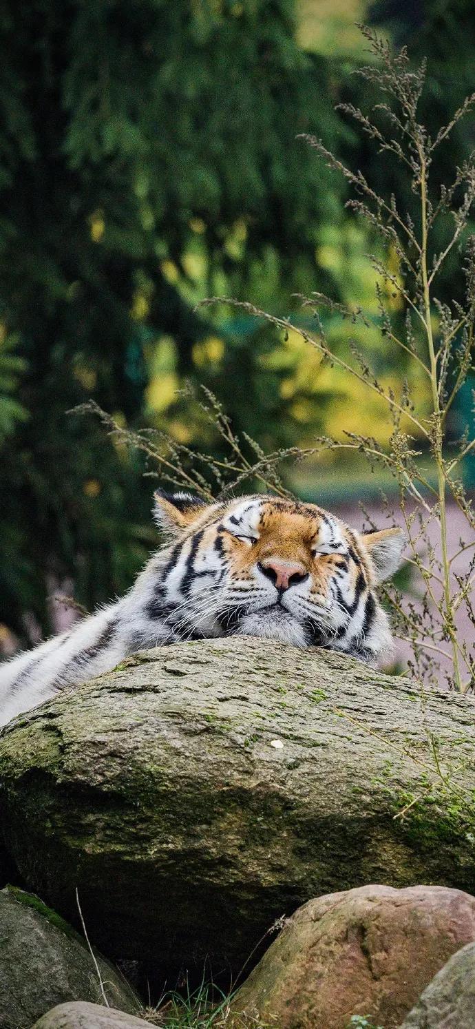 老虎壁纸,入山不怕虎伤人,只怕人情两面刀