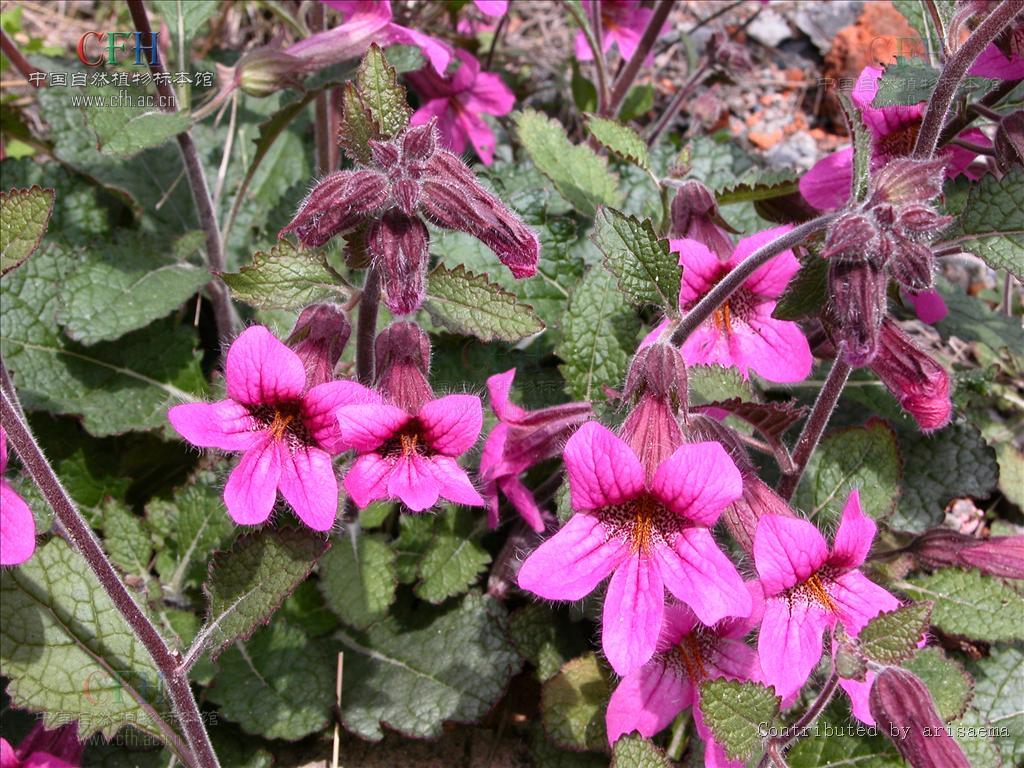 地黄草:一种药用价值高的中草药