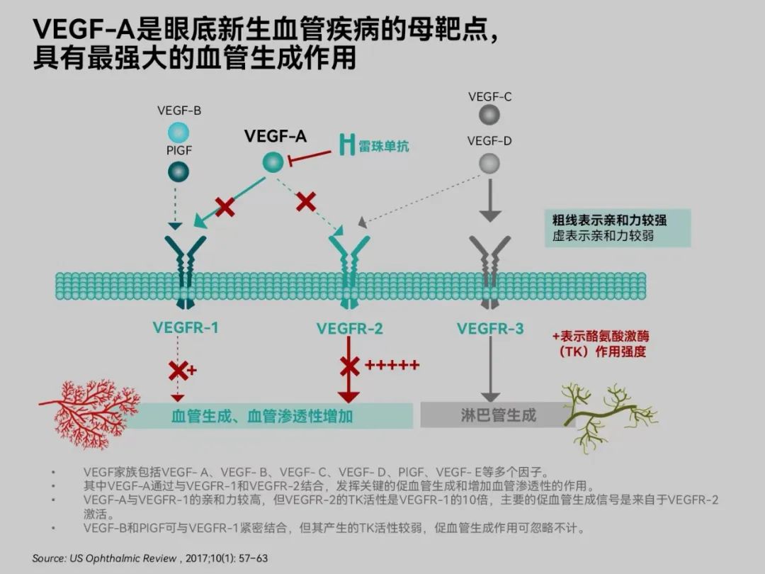 眼科抗vegf的前生今世(三)作用机制