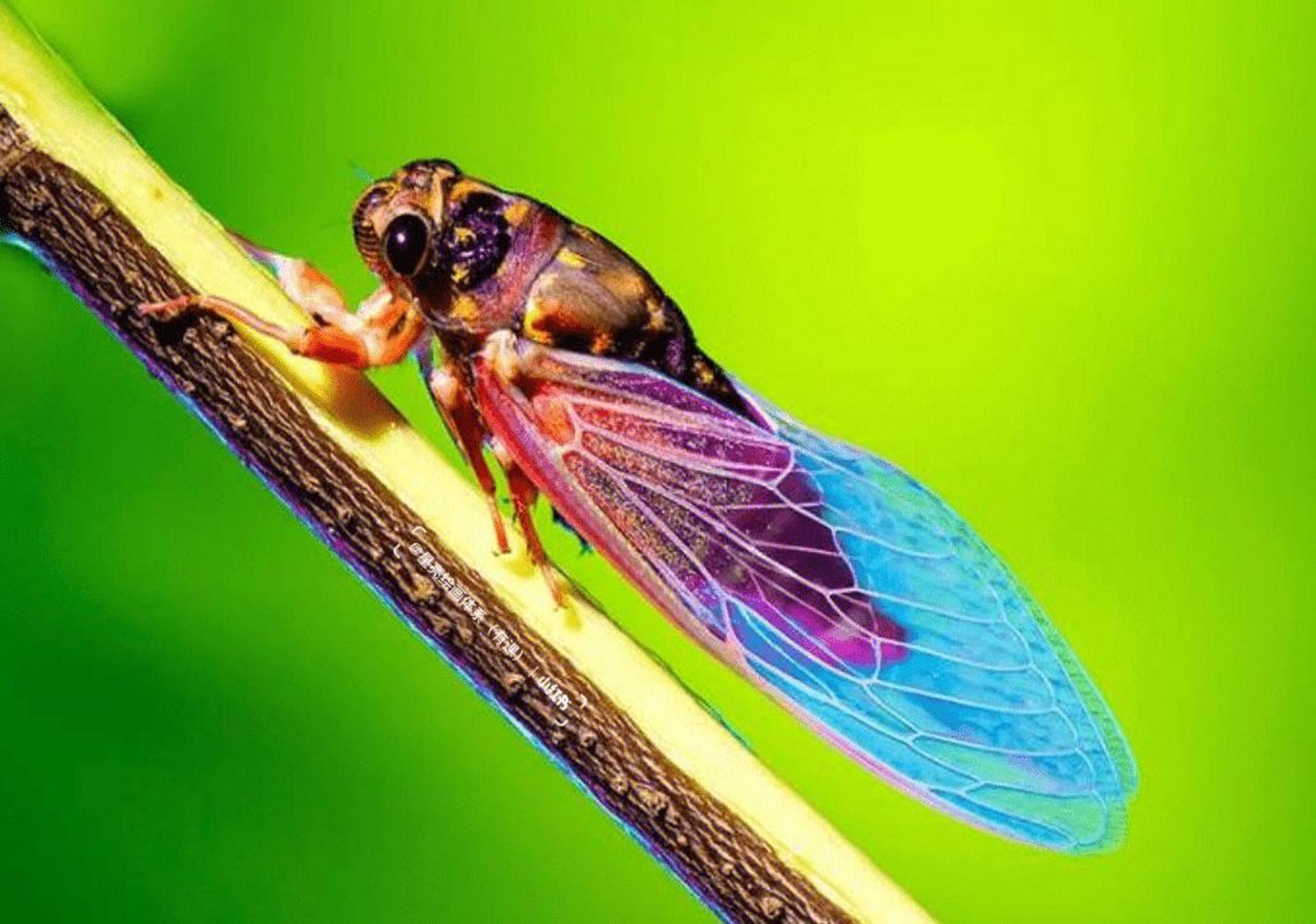 如果一只蝉飞进家里,可以保持冷静并观察亮度高的地方,或关闭所有光源