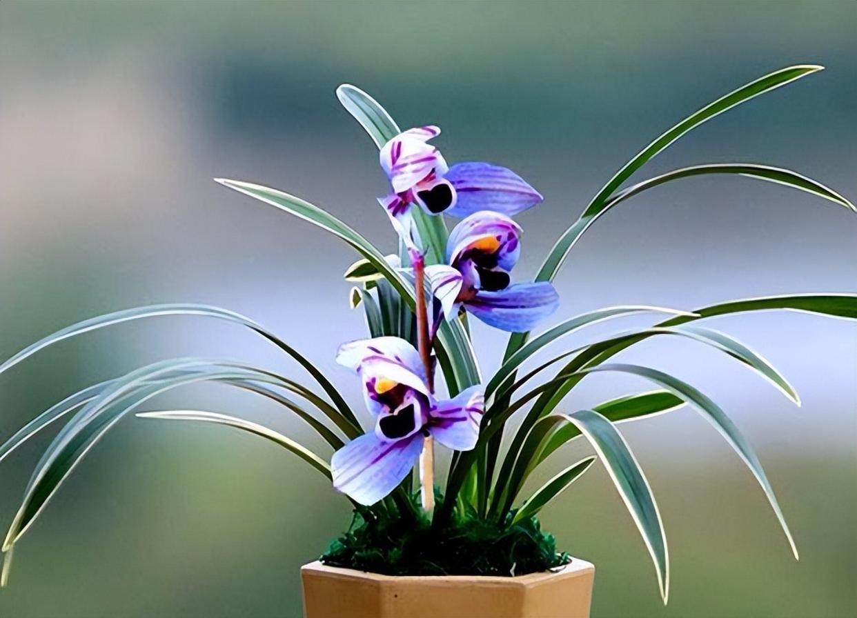 浪漫梦幻的紫色兰花,香气迷人,花姿典雅,值得兰友们居家养护