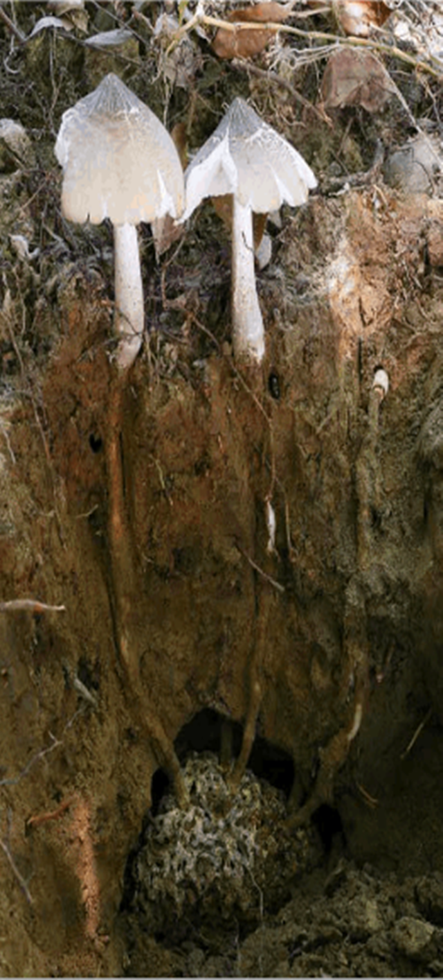 风水宝地?一块玉米地长出40多窝鸡枞菌,究竟是什么原因?