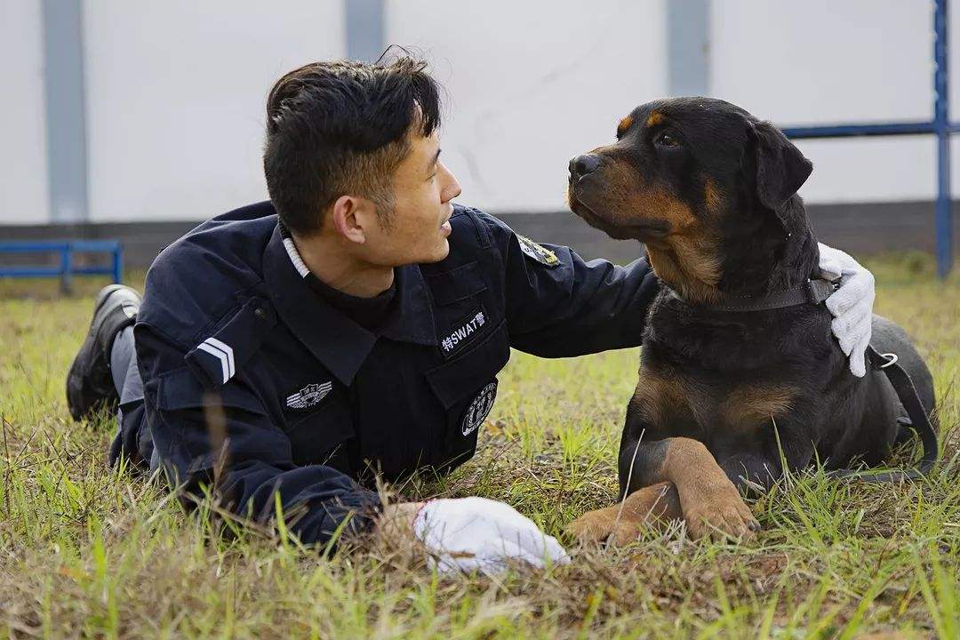 功勳犬退役領養條件.網友心疼退役警犬,警犬:大可不必!