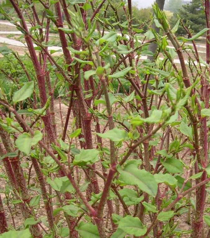 和外来植物入侵一样,英国每年花费240亿防治,在中国却成为宝贝