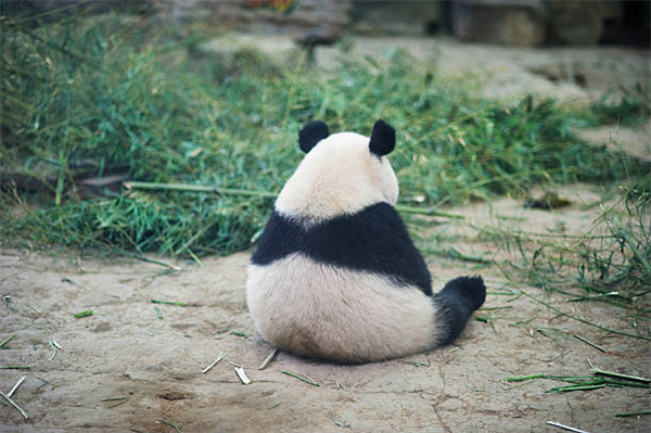 大熊猫不再是濒危动物：野外数量已达1800多只