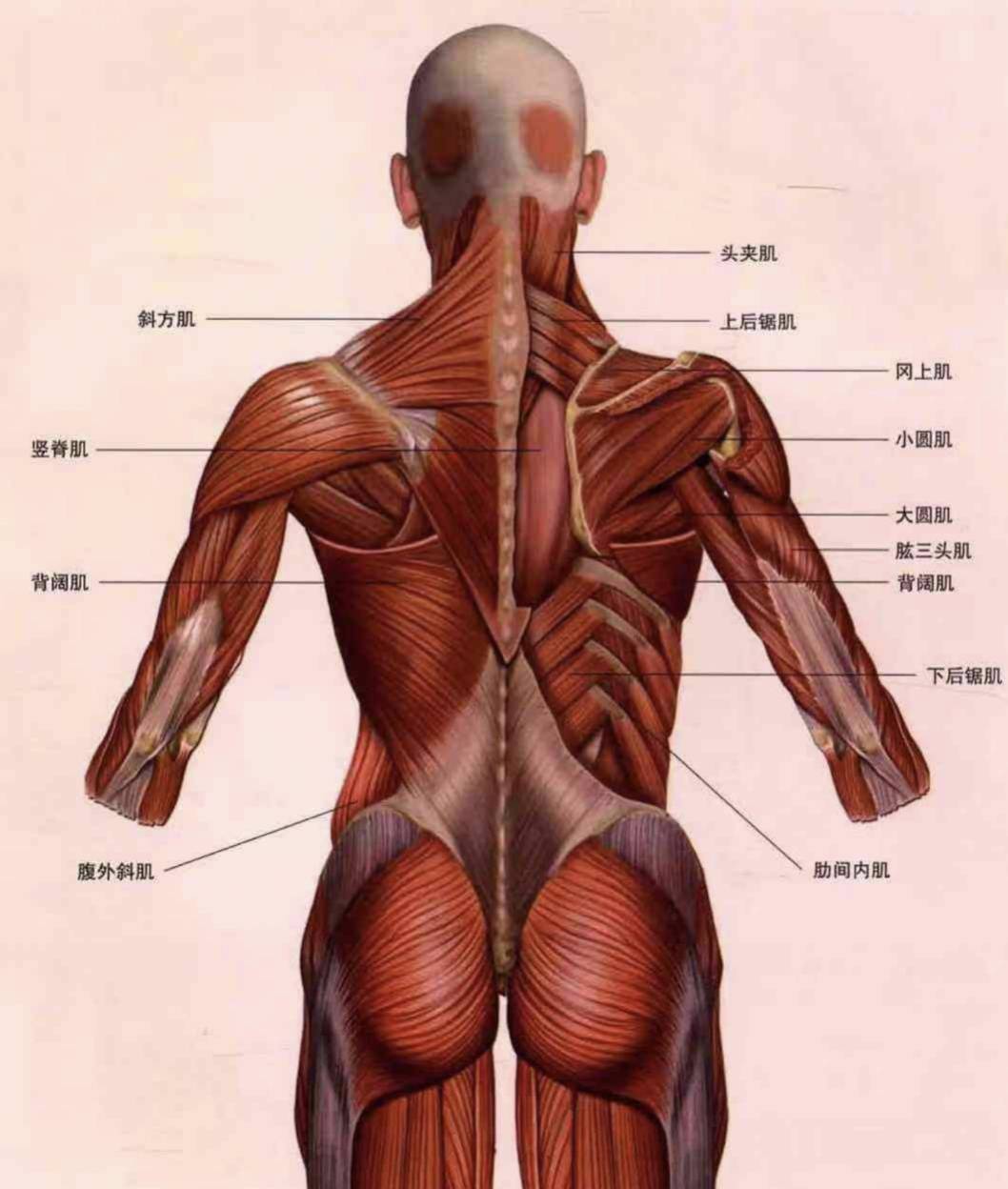 背部肌肉群图解图片