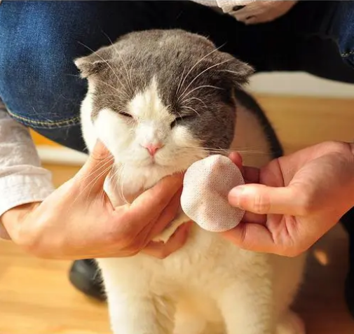 在猫咪眼中,主人摸它的爪子,是想干这几件事