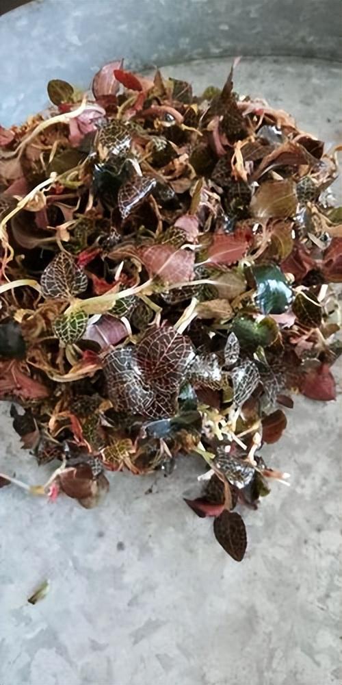 回顾曾经火极一时后来跌落神坛的七大商品你买过几种