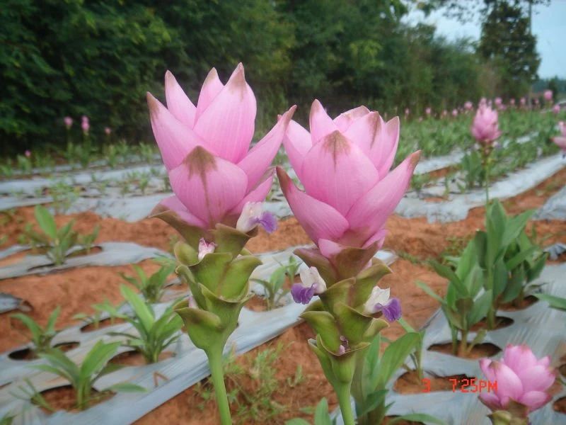 一块"大生姜",开满粉荷花,家里养一盆,仙气飘飘,开花100天