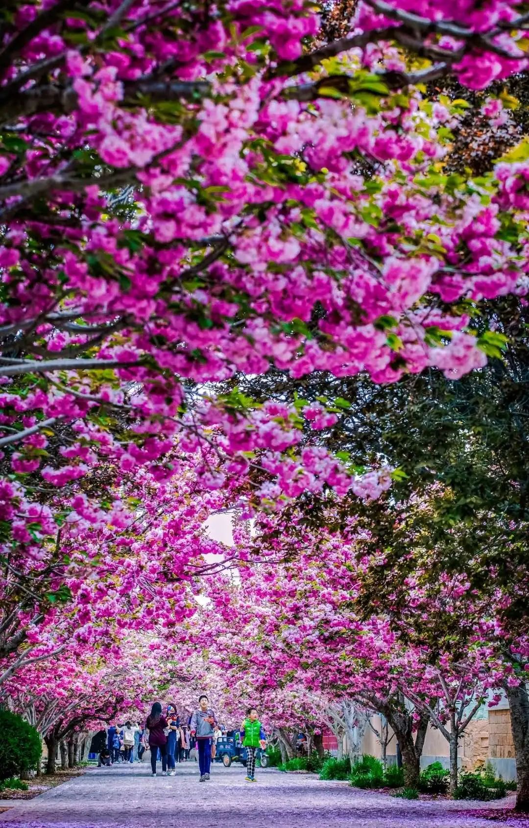 鲜美四季 | 莱阳濯村樱花节来了!邀您赴一场春暖花开的浪漫之约