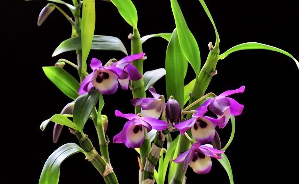 这花叫"澳洲香水石斛",香味浓烈花妖艳,能跟兰花相媲美,超赞