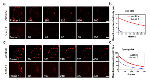 abbkine活细胞溶酶体染色试剂盒:高特异性,荧光稳定性强
