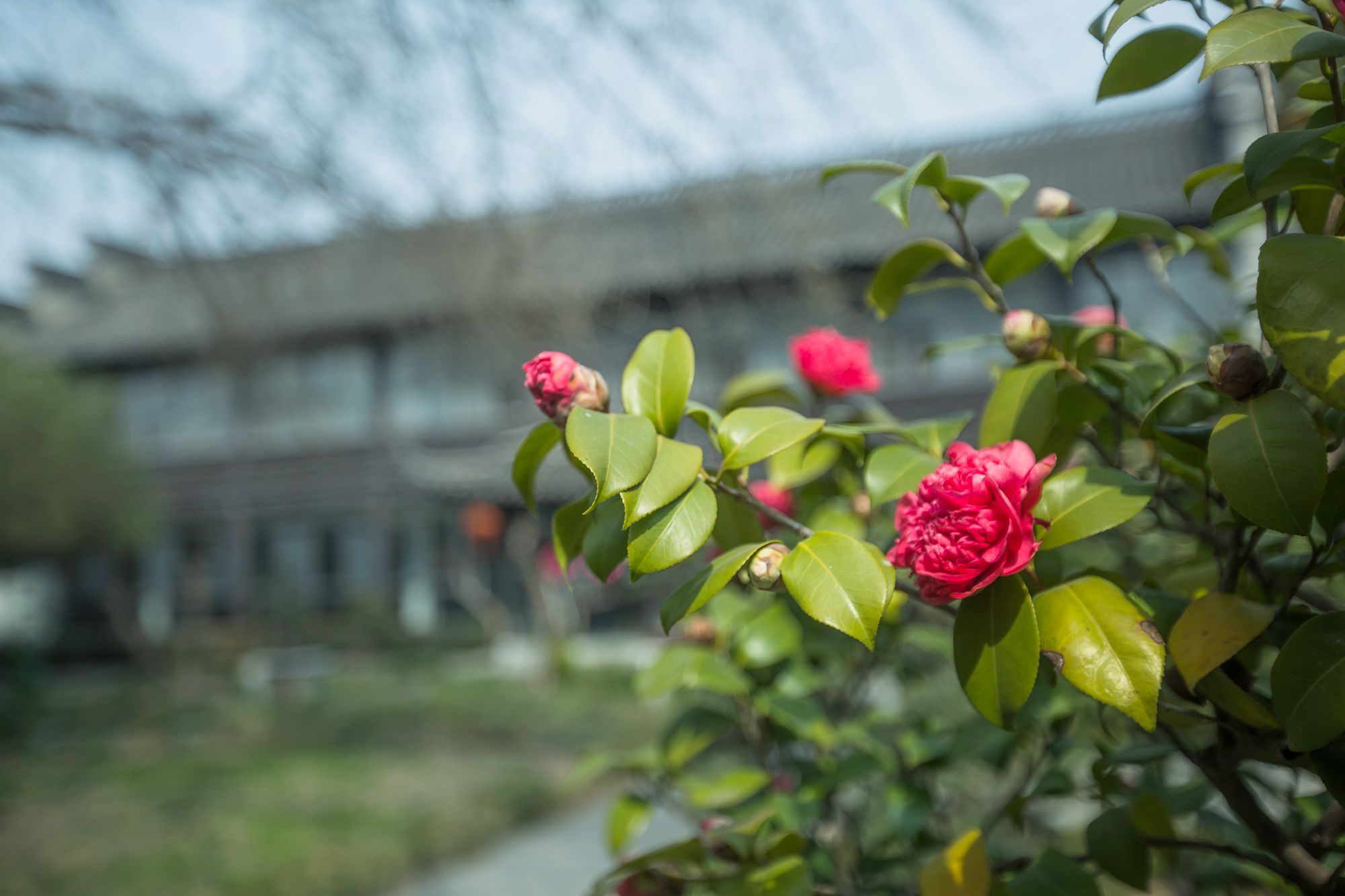 扬州琼花观图片