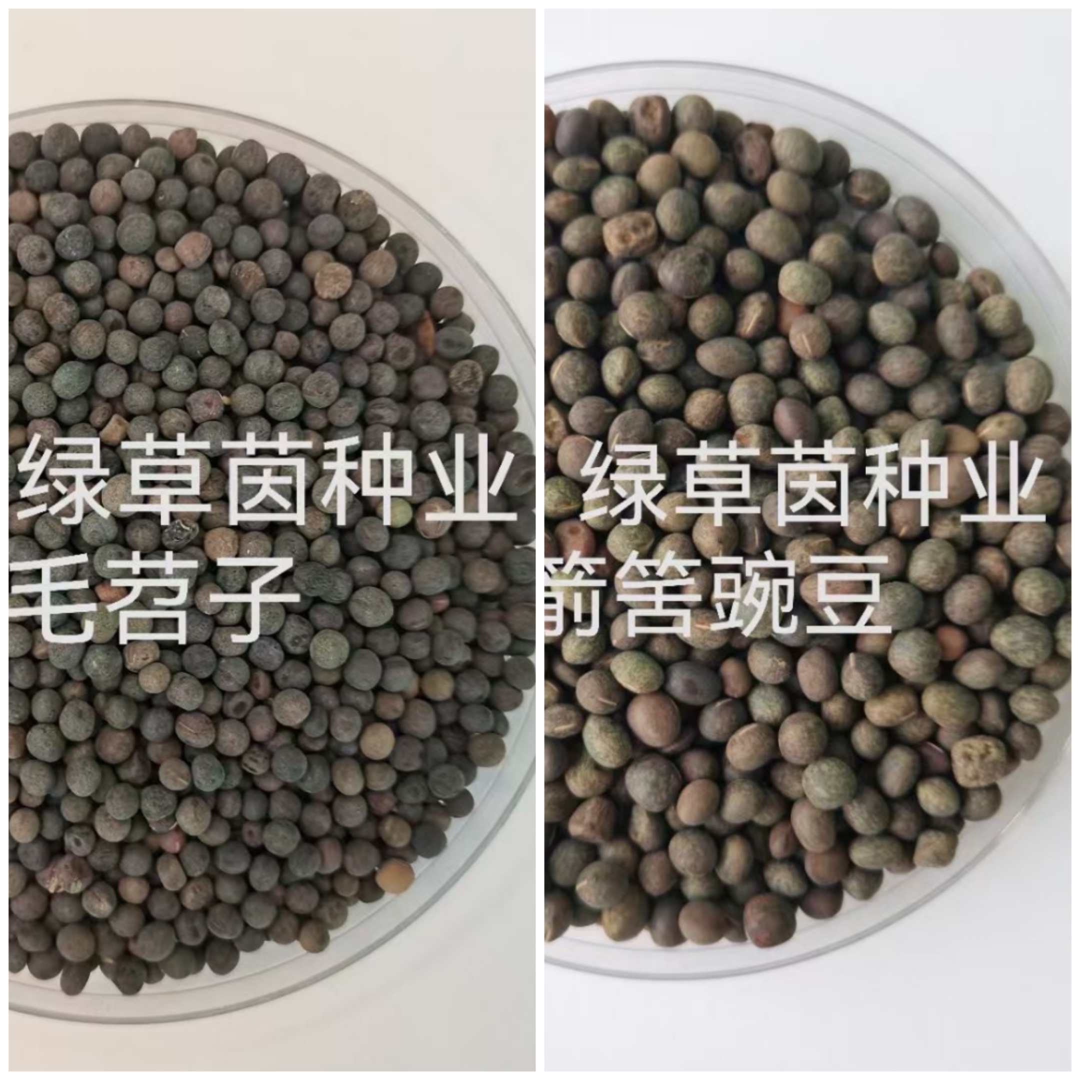 箭筈豌豆图片