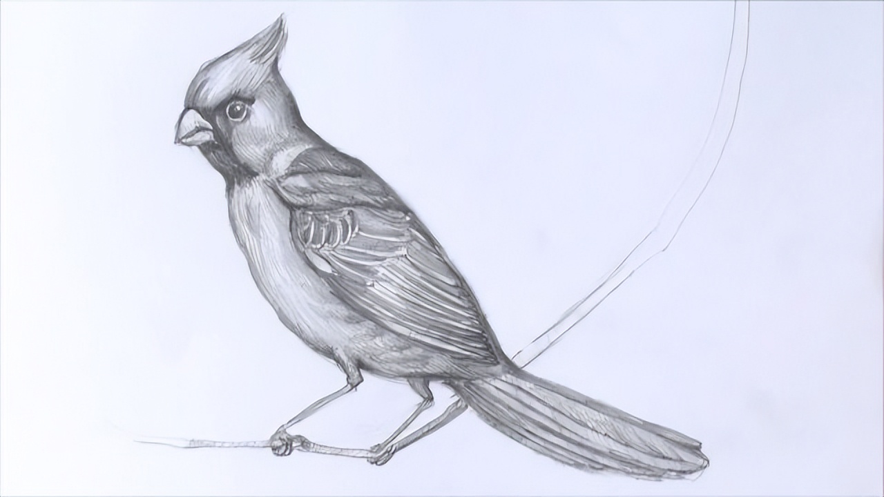 用铅笔素描的鸟类图片(34张)