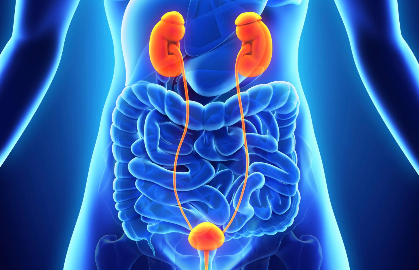 输尿管和膀胱的位置图图片