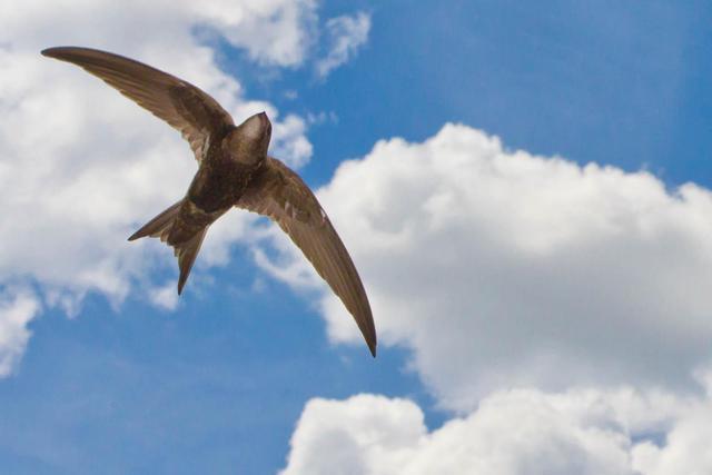 它号称是"永不落地的飞鸟",它身上又有哪些秘密?