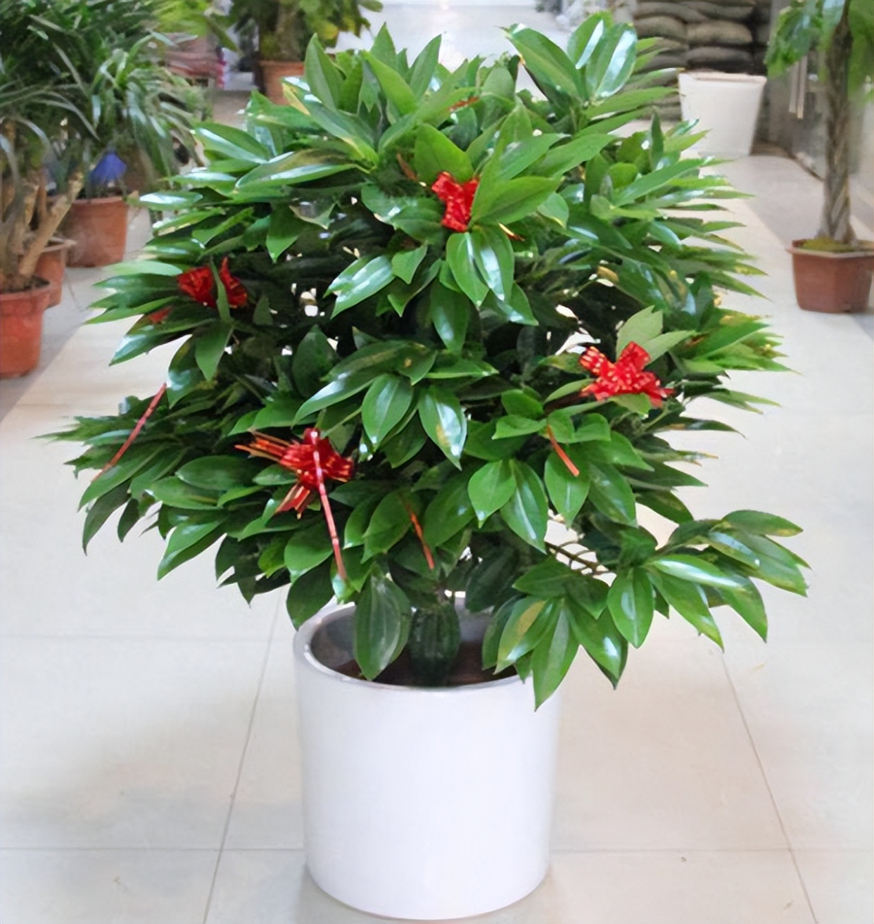 北阳台适合耐阴植物,盘点10种耐阴植物,个个"皮实"!