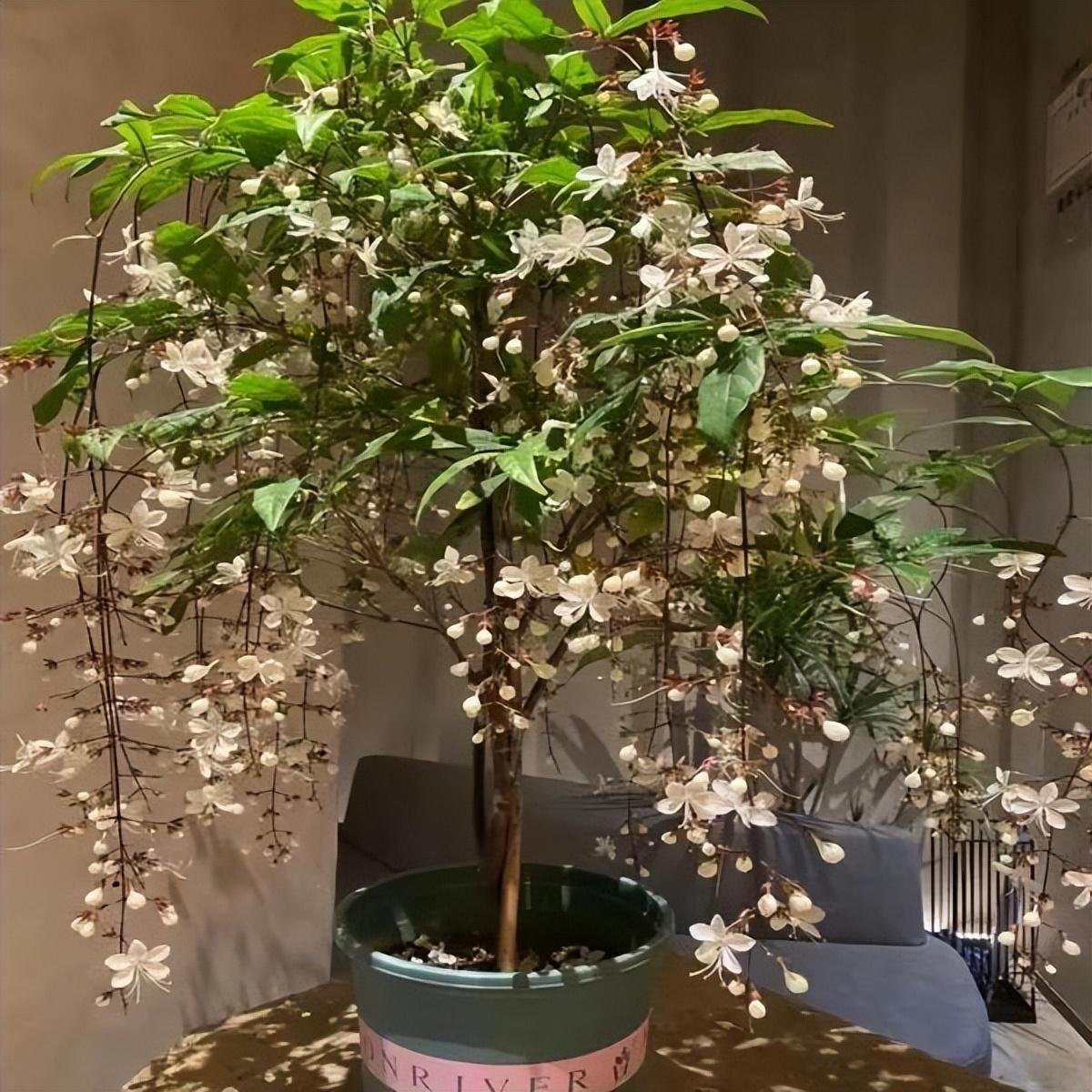 网红盆栽"垂丝茉莉"—花如群蝶飞舞,香气四溢怡人,适合新手