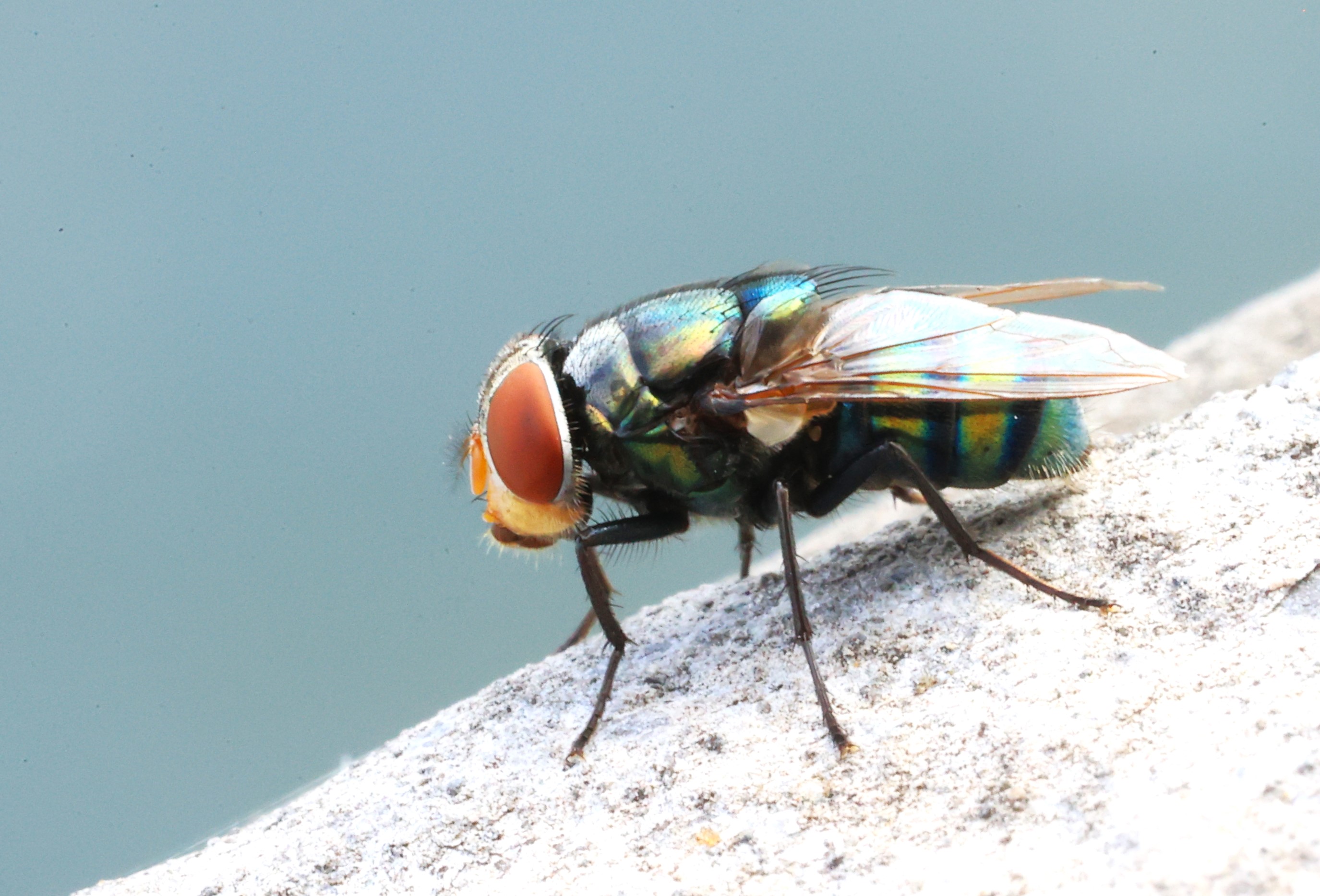 苍蝇,也有可爱的权利!