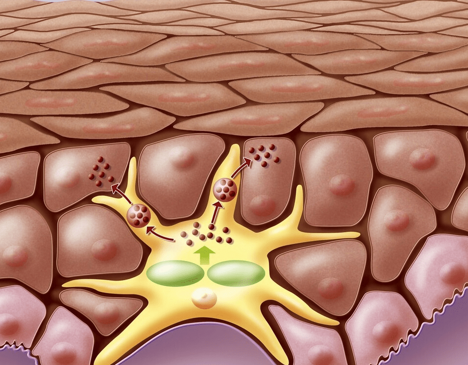增厚脸部角质层  脸部角质层是指皮肤最上层的角质细胞堆积而成的保护