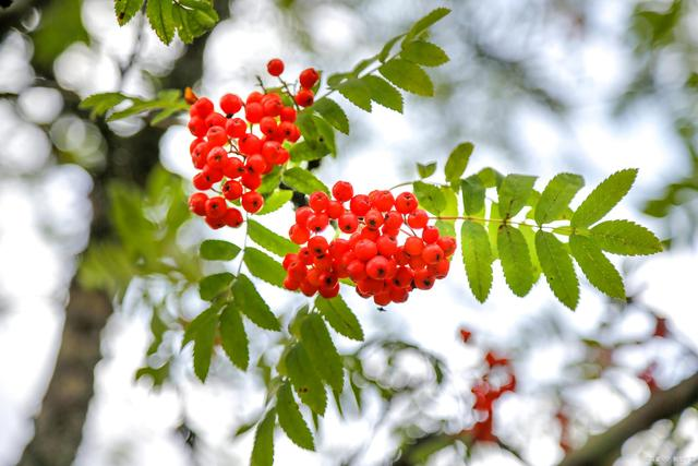 全国罕见!贵州发现近万株红豆树 红豆树为何如此珍贵?