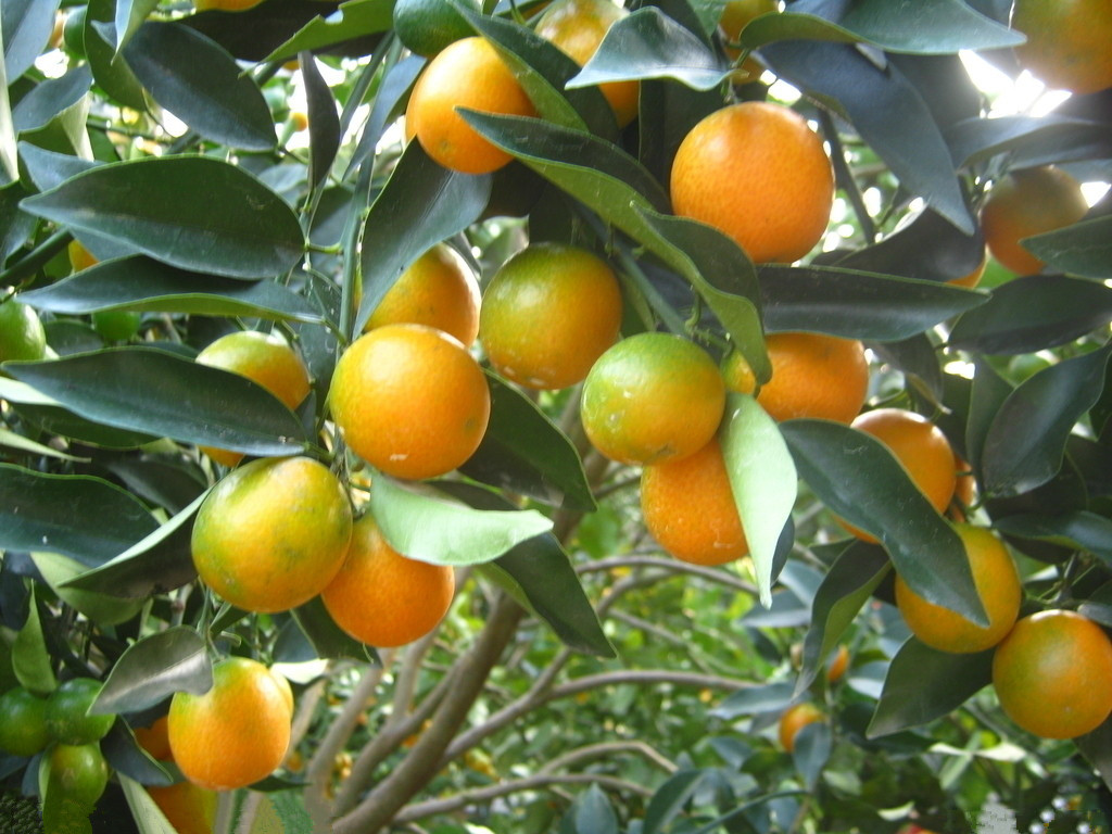 1 融安金桔:外观特征: 融安金桔外皮色泽艳丽,皮薄,果肉细嫩化渣,汁多